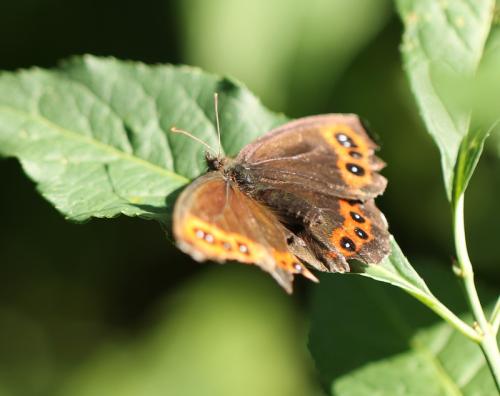 Réf. 137 402 : Erebia ligea