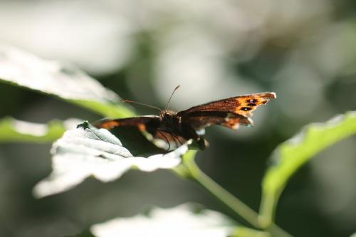 Réf. 137 982 : Erebia ligea