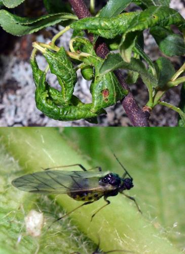 Brachycaudus sp.