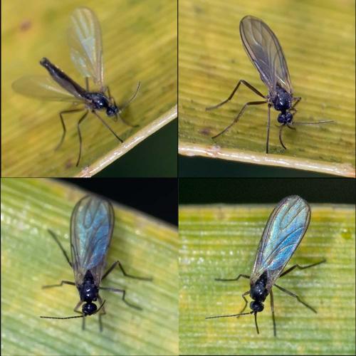 Bradysia sp.
