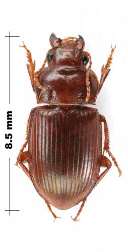 Amara fulva