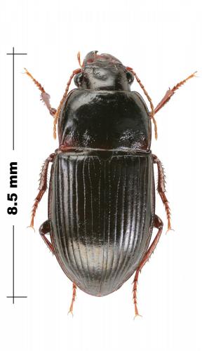 Amara consularis