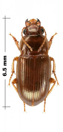 Amara apricaria