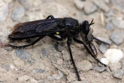 Dasypogon diadema