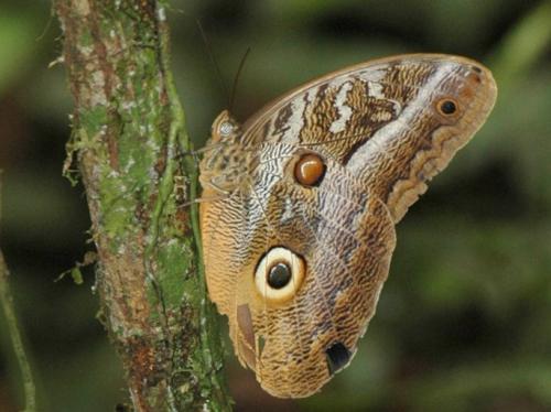 Réf. 137 602 : Caligo sp.