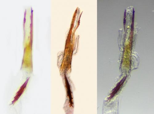 Réf. 137 016 : Caloptilia betulicola