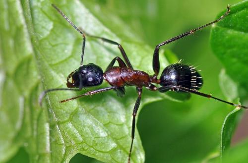 Réf. 137 450 : Camponotus herculeanus