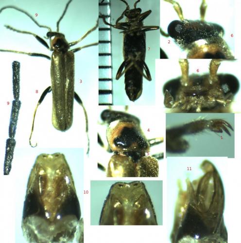Réf. 137 879 : Cantharis figurata