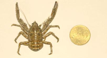 Réf. 137 846 : Galathea squamifera