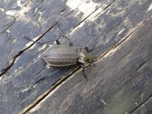 Carabus granulatus