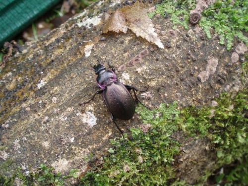 Carabus nemoralis