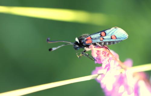 Zygaena lavandulae