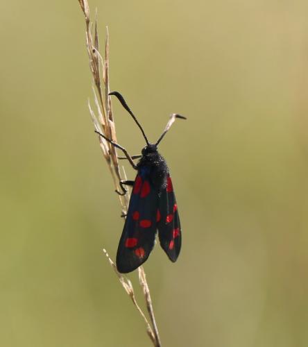 Zygaena filipendulae