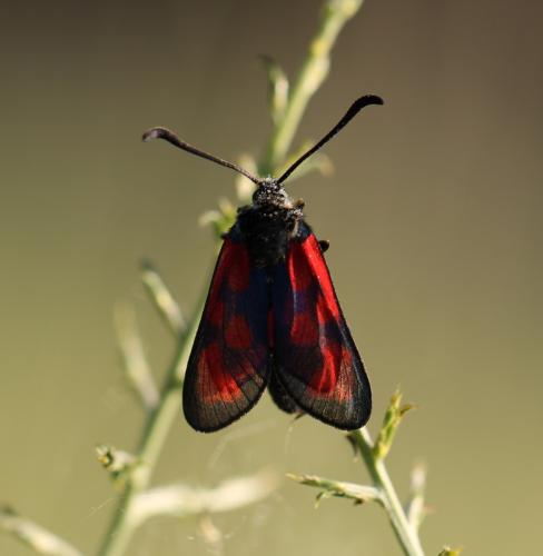 Zygaena loti