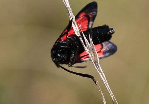 Zygaena filipendulae