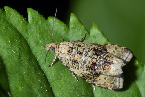 Celypha lacunana