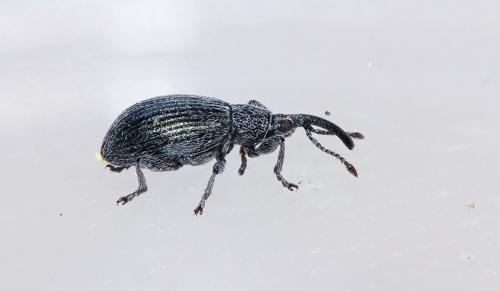 Ceratapion damryi