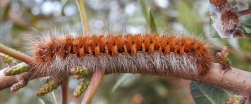 Lasiocampa sp.