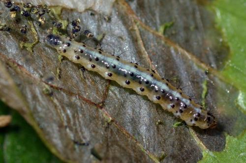 Epermenia chaerophyllella