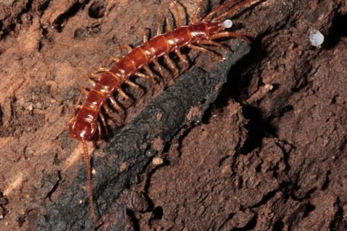 Lithobius sp.