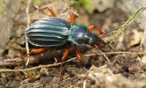 Réf. 137 219 : Carabus auronitens