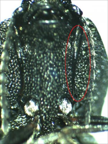 Cidnopus pilosus
