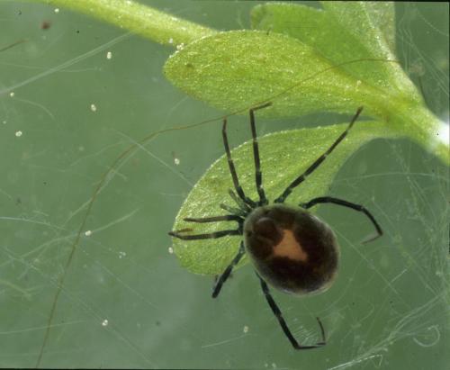 Réf. 137 739 : Limnesia undulata