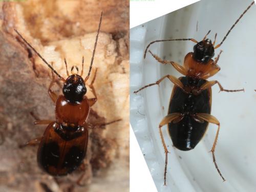 Badister bullatus