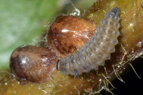 Rhyzobius sp.