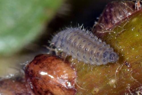 Rhyzobius sp.