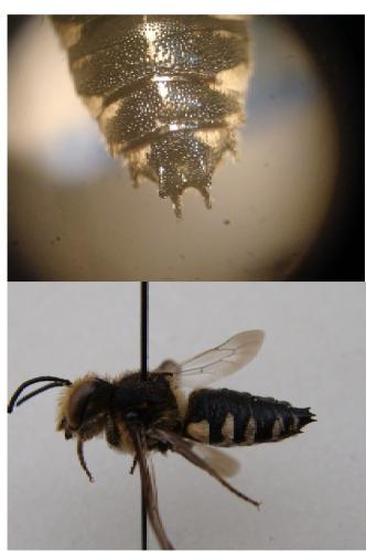 Coelioxys conoidea