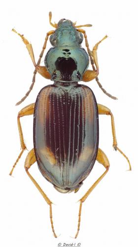Réf. 137 339 : Bembidion tetracolum