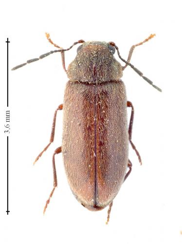 Ernobius mollis