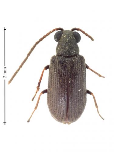 Réf. 137 431 : Dryophilus pusillus
