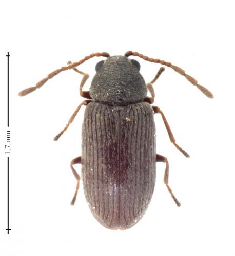 Dryophilus pusillus