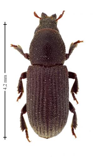 Réf. 137 140 : Hylastes cunicularius