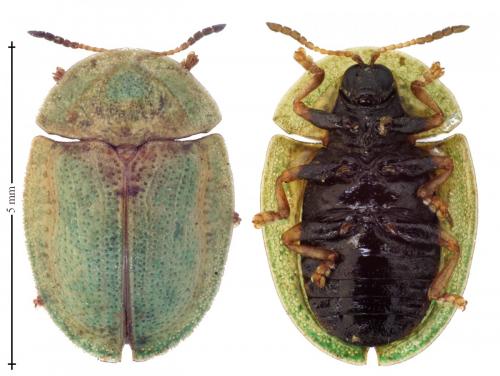 Réf. 137 559 : Cassida rubiginosa