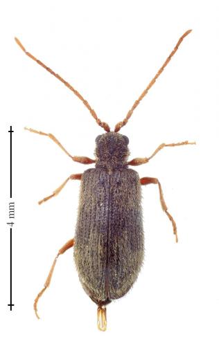 Réf. 137 400 : Ptinus rufipes