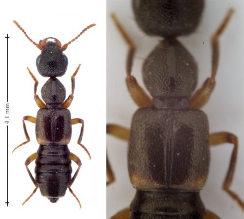 Rugilus orbiculatus