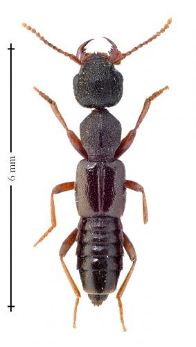 Rugilus rufipes