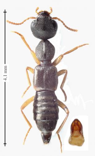 Rugilus erichsonii