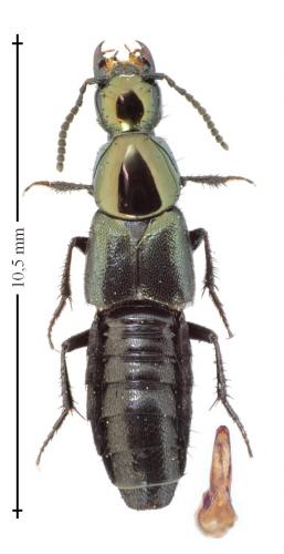 Philonthus laminatus