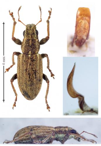 Réf. 137 969 : Sitona sp.