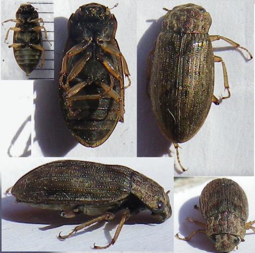 Helophorus grandis
