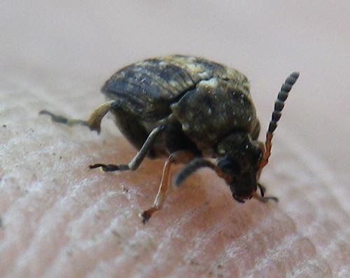 Réf. 137 120 : Bruchus sp.