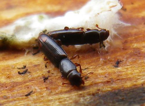 Rhizophagus bipustulatus