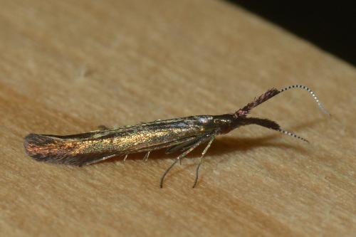 Réf. 137 254 : Coleophora sp.