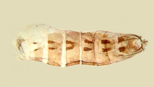 Coleophora sp.