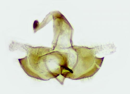 Coleophora sp.