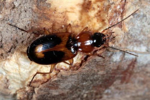 Badister bullatus